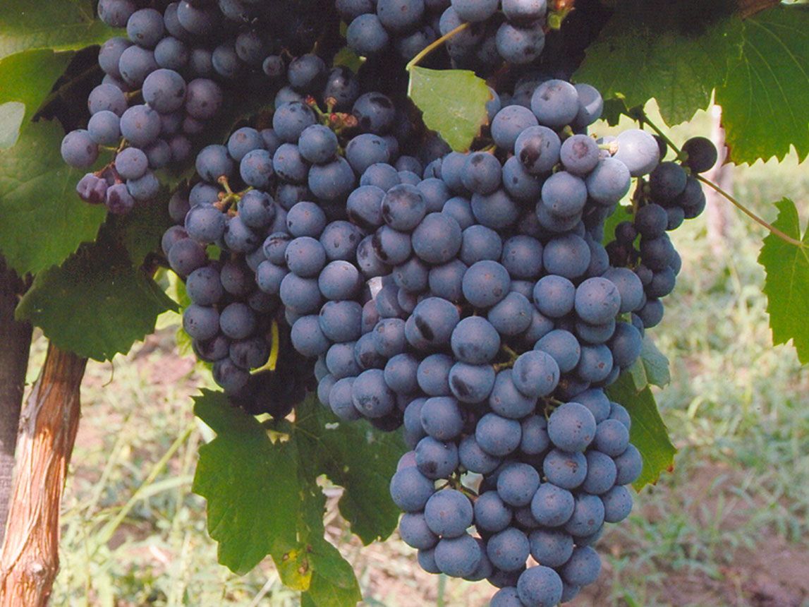 Zreli grozdovi crnog grožđa na čokotu u vinogradu rasadnika
